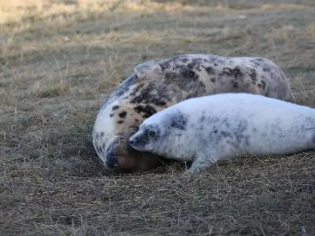 Seal and seal pup