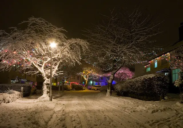 Trees in snow illuminated