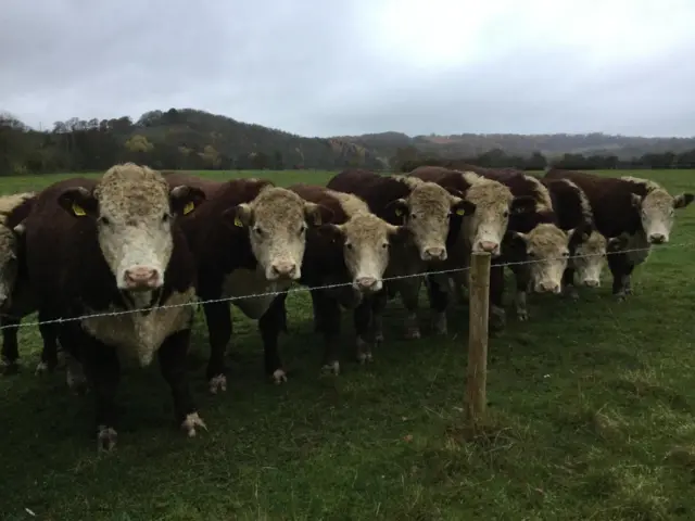 Cows