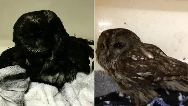 Now and then picture of sooty owl