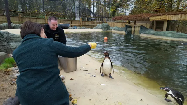 Penguins