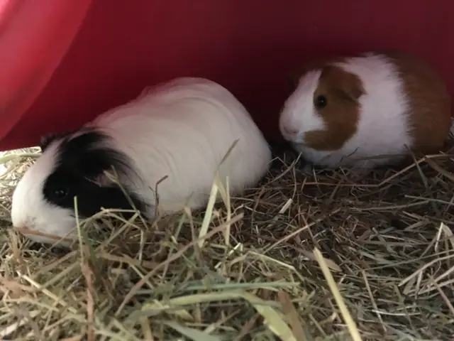 Guinea pigs