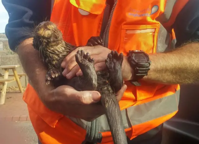 Baby otter after being rescued