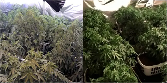 Sheffield Cannabis Farm