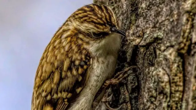 Eurasian tree creeper