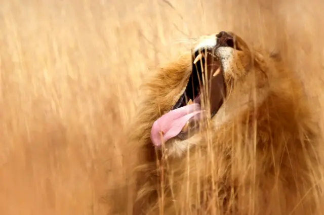 A lion yawns at a nature reserve on the outskirts of Pretoria, South Africa.