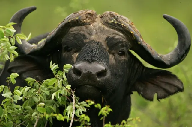 A male Cape buffalo pictured in the Kruger National Park on December 7, 2007