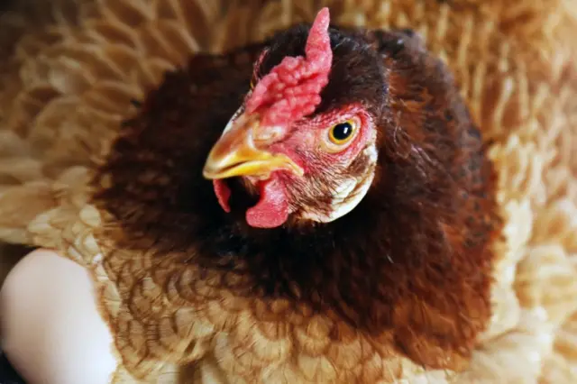 A hen cackles after laying an egg at a household in Makola in the suburbs of Colombo, Sri Lanka 12 November 2017