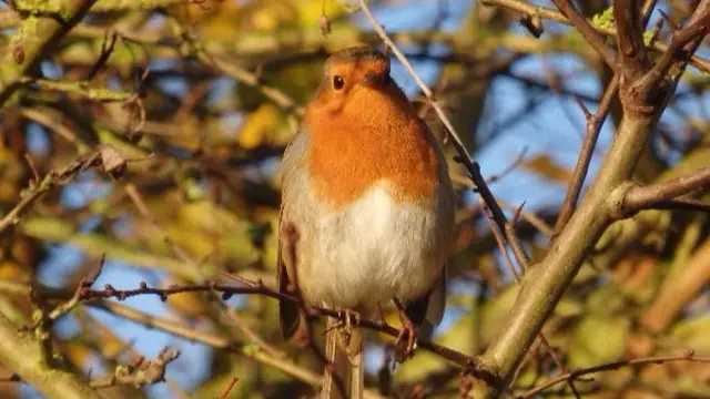 Robin