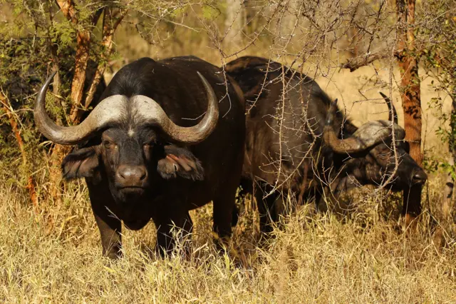 Buffalo graze on July 20, 2010 in the Edeni Game Reserve, South Africa.