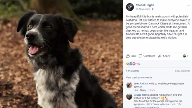 Milo the dog being treated for suspected Alabama Rot