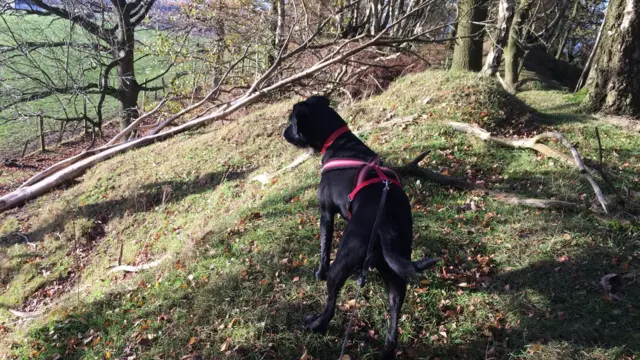 A dog on Cannock Chase