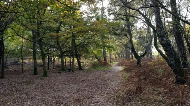 Winter on Cannock Chase