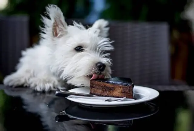 Dog eating a cake