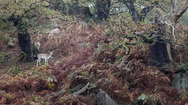 Deer in Bradgate Park