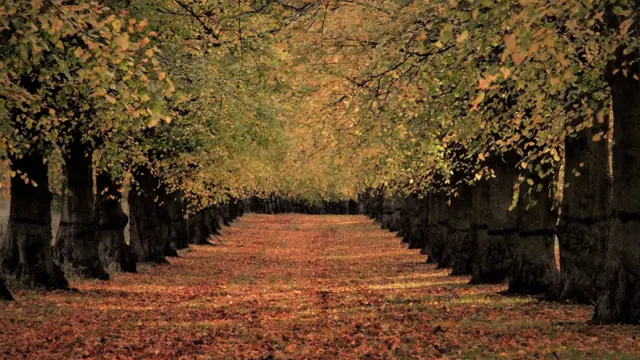 Clumber Park North Nottinghamshire