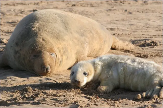 Seals at Donna Nook