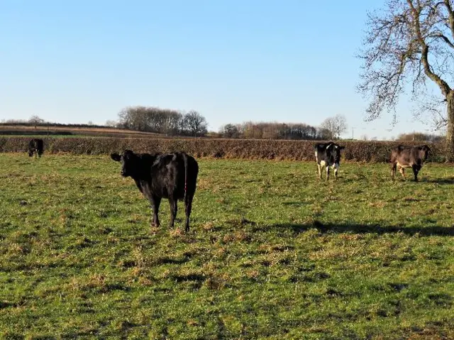 West Leake cow