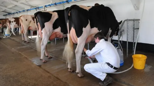 A farmer with cows