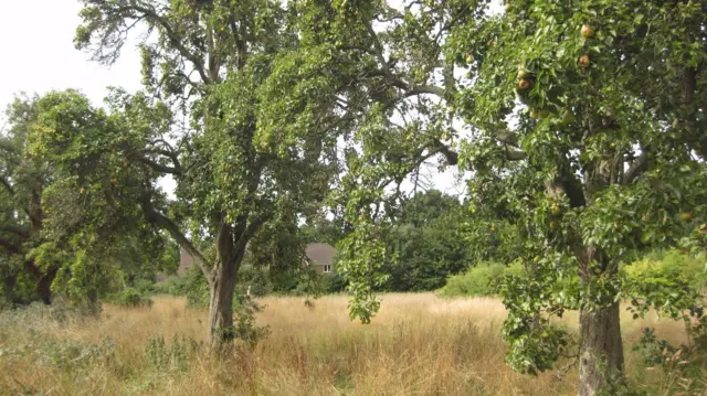 Lambert’s Orchard in Horton Country Park, Epsom