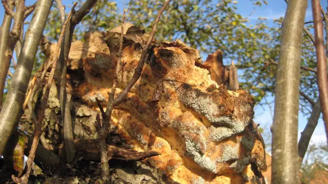 Golden yellow fungus on an old apple tree