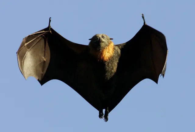 A bat