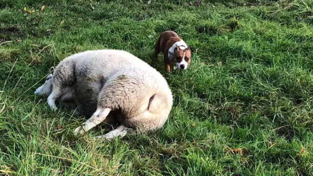 Sheep and dog