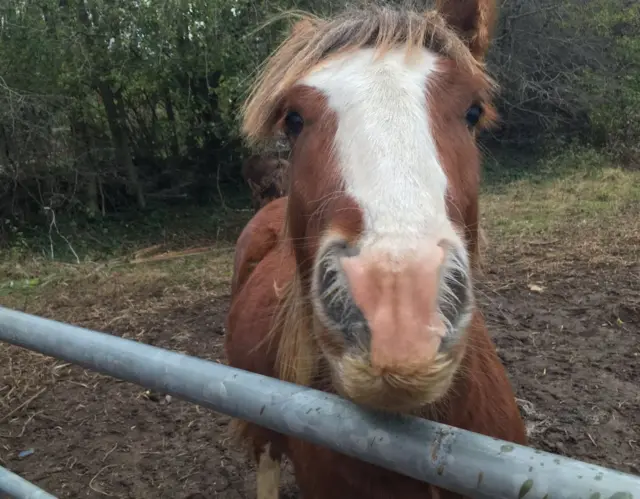 Rescued pony