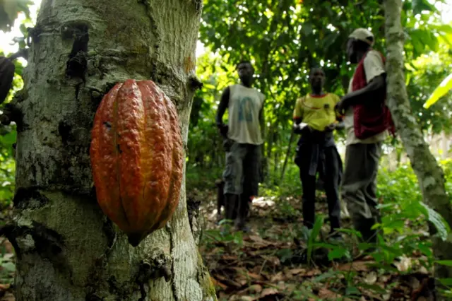 Farmers stand at a cocoa farm in Agboville, Ivory Coast April 24, 2017.