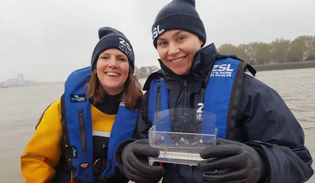 Seahorse found in Thames