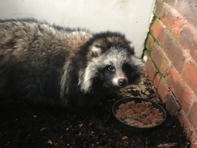 The raccoon dog