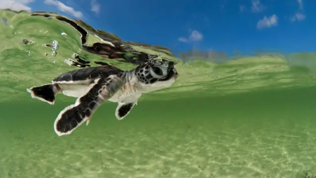 green turtle