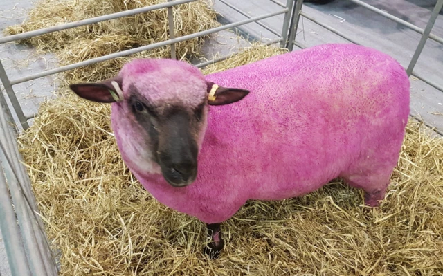 pink sheep