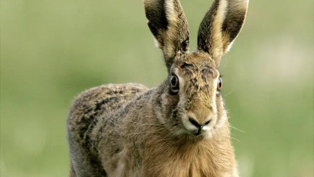 Hare