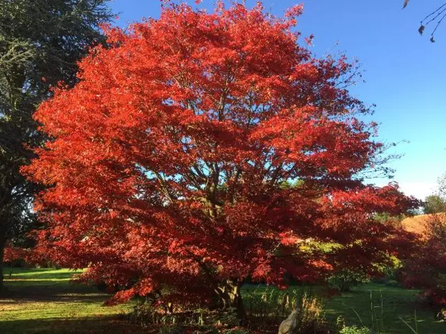 Red tree at Caythorpe