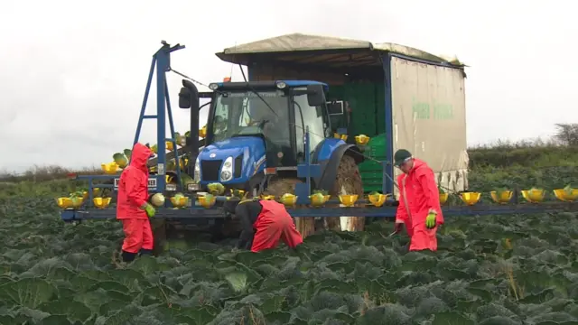 workers in a field