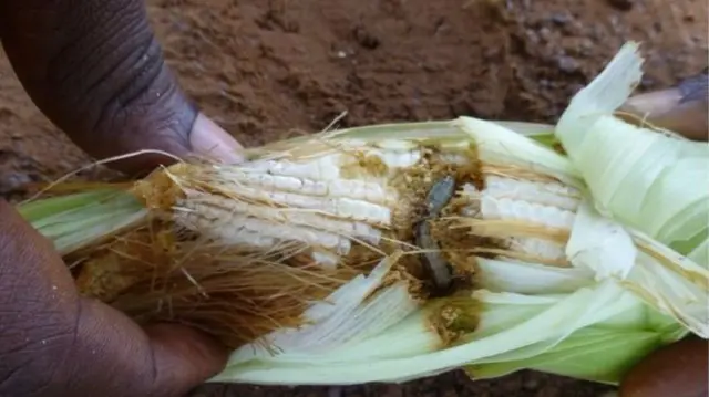 An armyworm burrows into maize