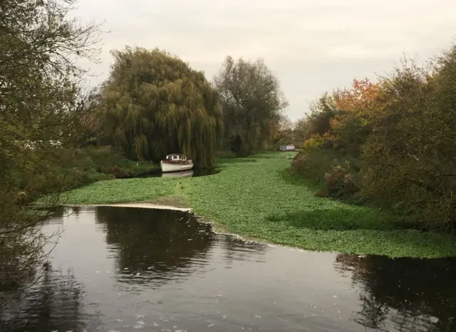 Pennywort on river