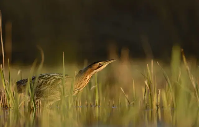 A bittern in reeds