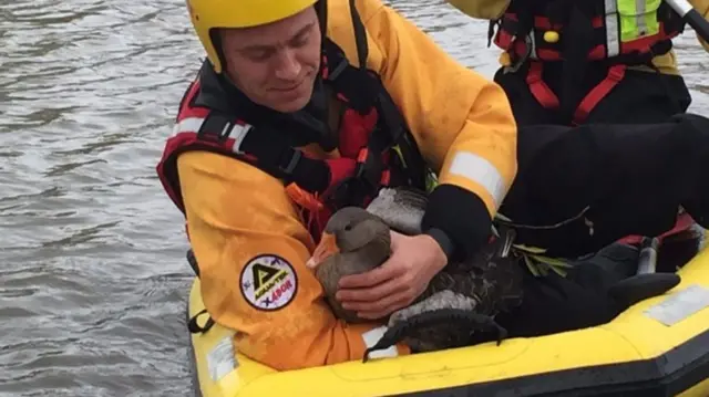 The goose being rescued