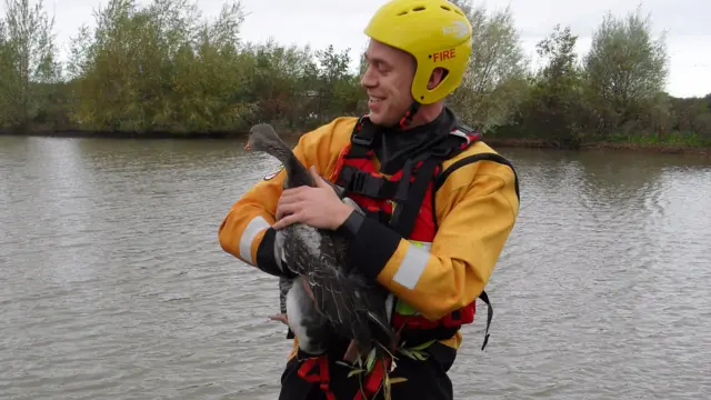 The goose after being rescued