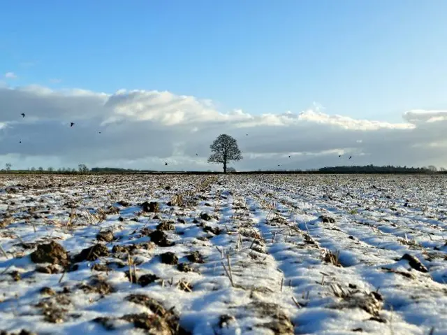 Frosty field in Bainton