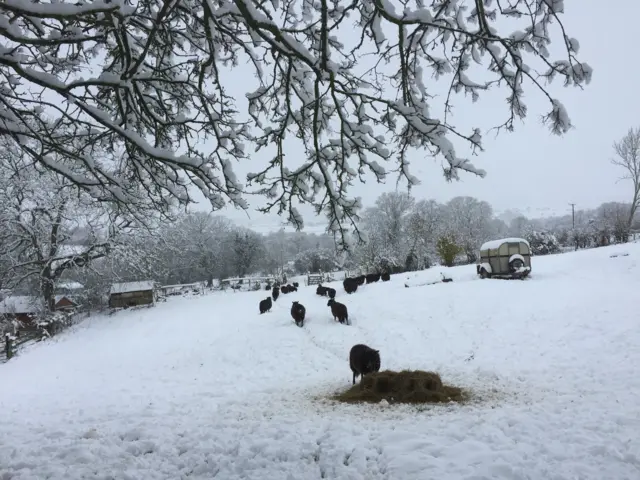 Sheep in snowy field