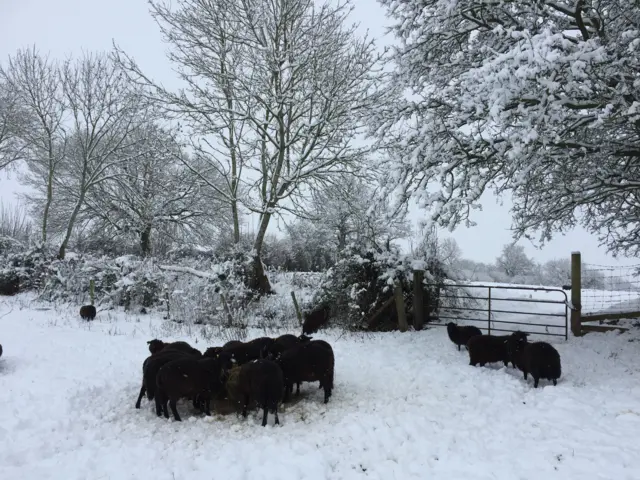 Black sheep in snowy field