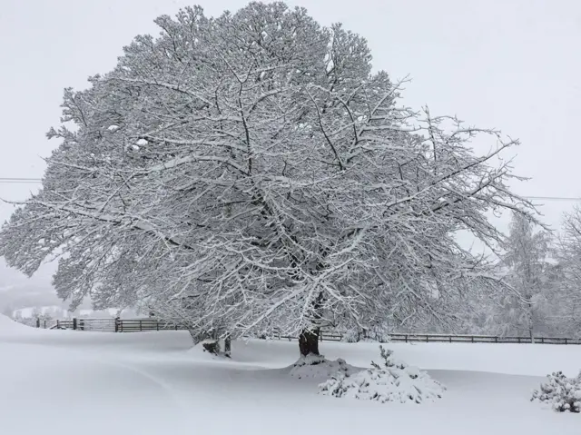 Tree and fields in snow on Blorenge, Abergavenny