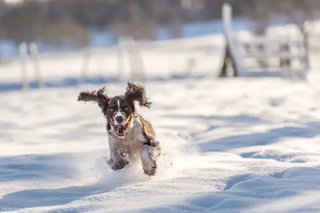 a spaniel in snow at Chirk Castle