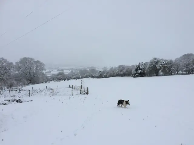 Sheepdog in snowy field