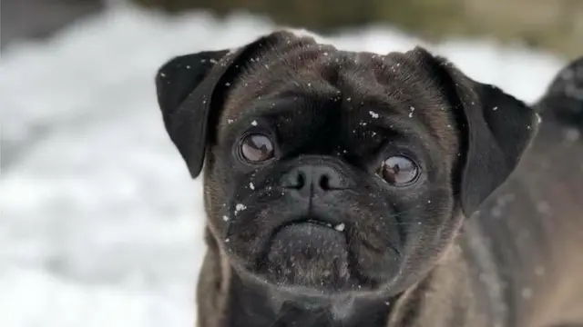 Black pug in snow