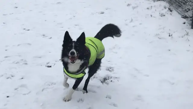 Border collie in snow