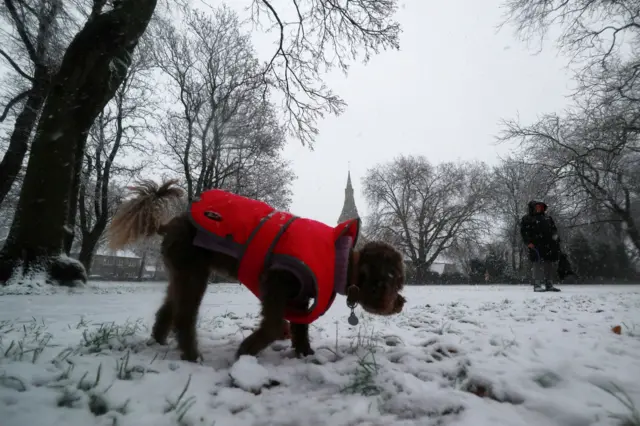 dog in dog jumper in snow